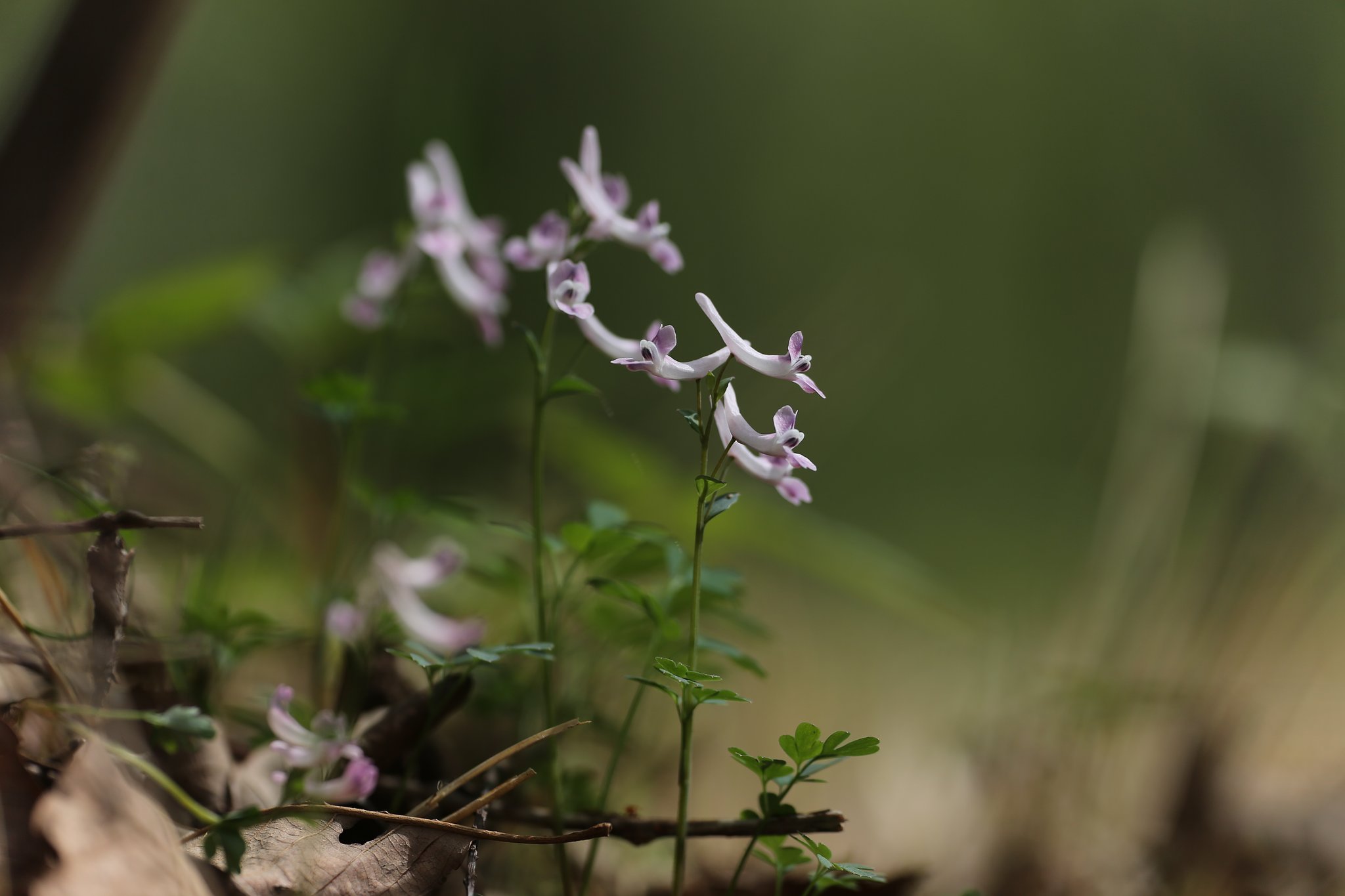 Spring ephemeral