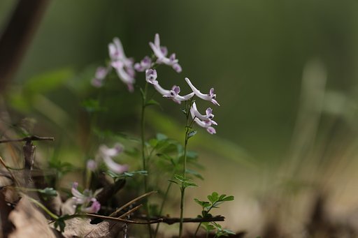 Spring ephemeral