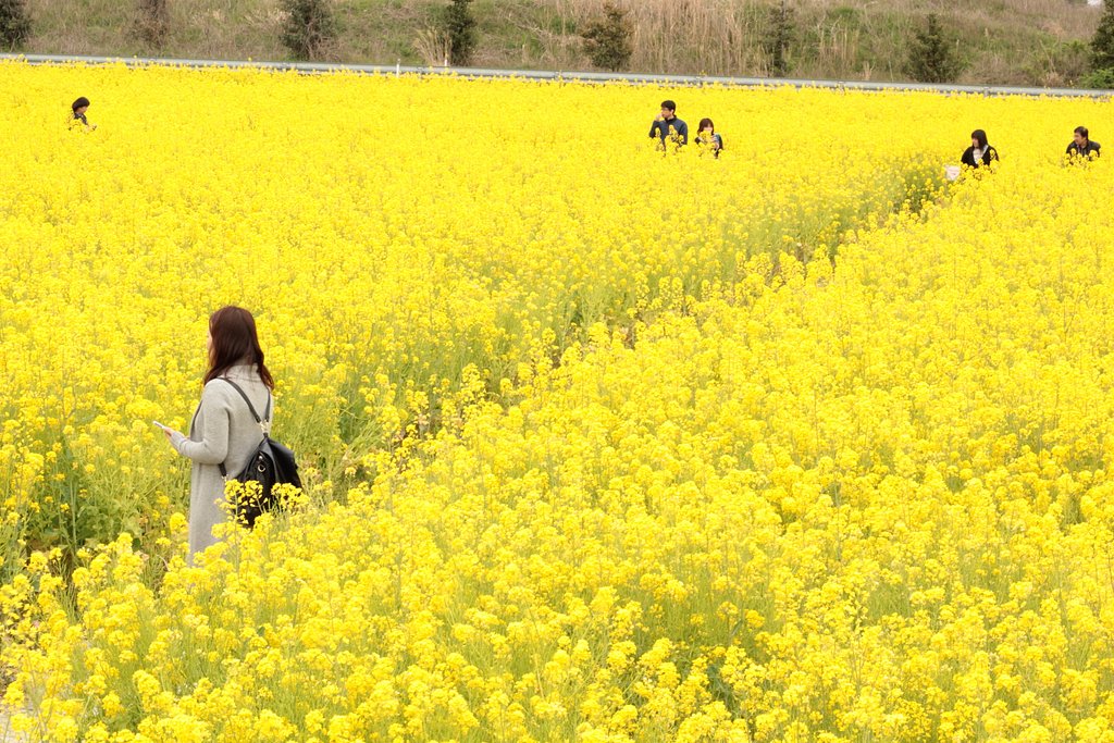 菜の花畑