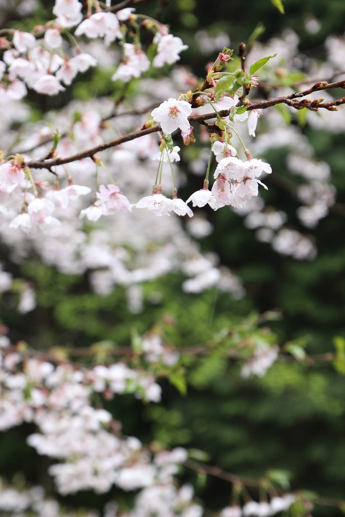 その名も「桜ヶ峠」～広島市安佐南区沼田