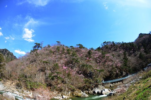 岩ツツジ