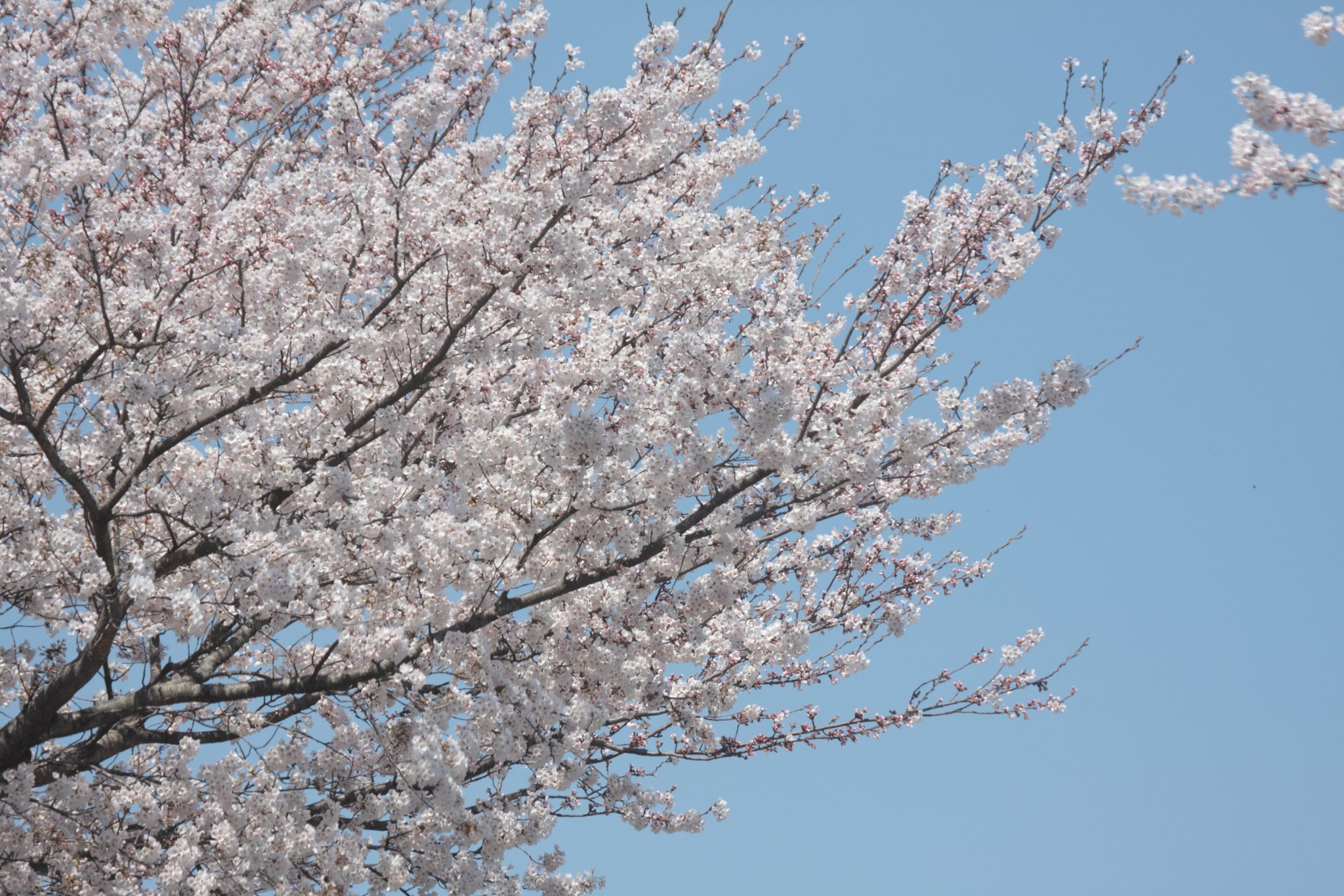 桜と青空