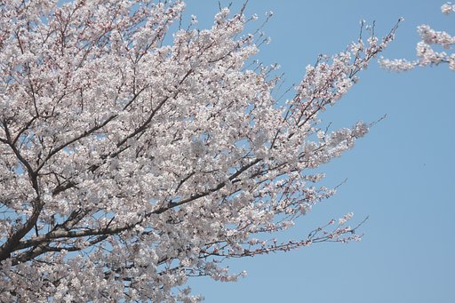桜と青空