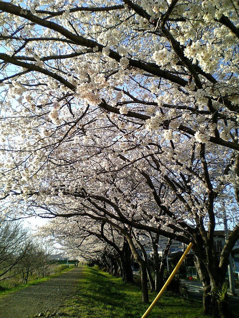 満開です！