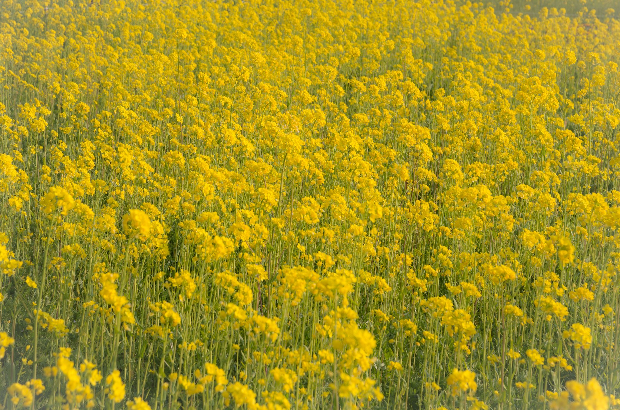 菜の花