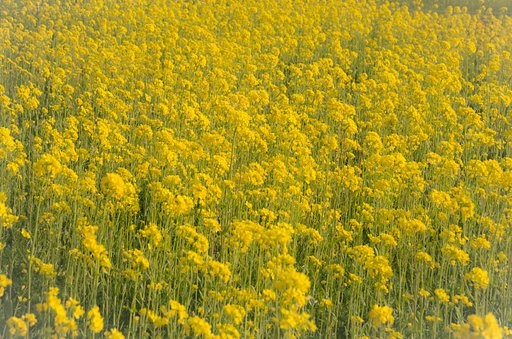 菜の花