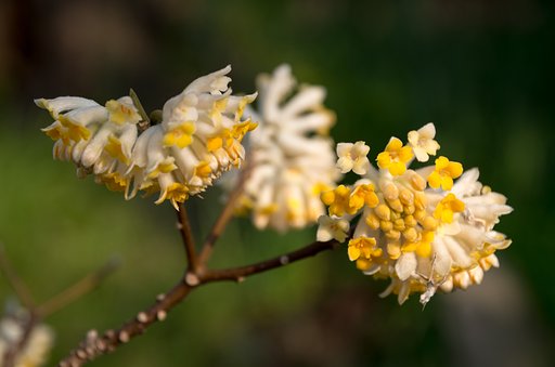 ミツマタ