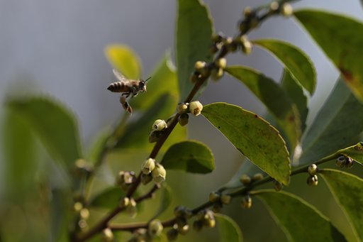 ヒサカキに来たミツバチ