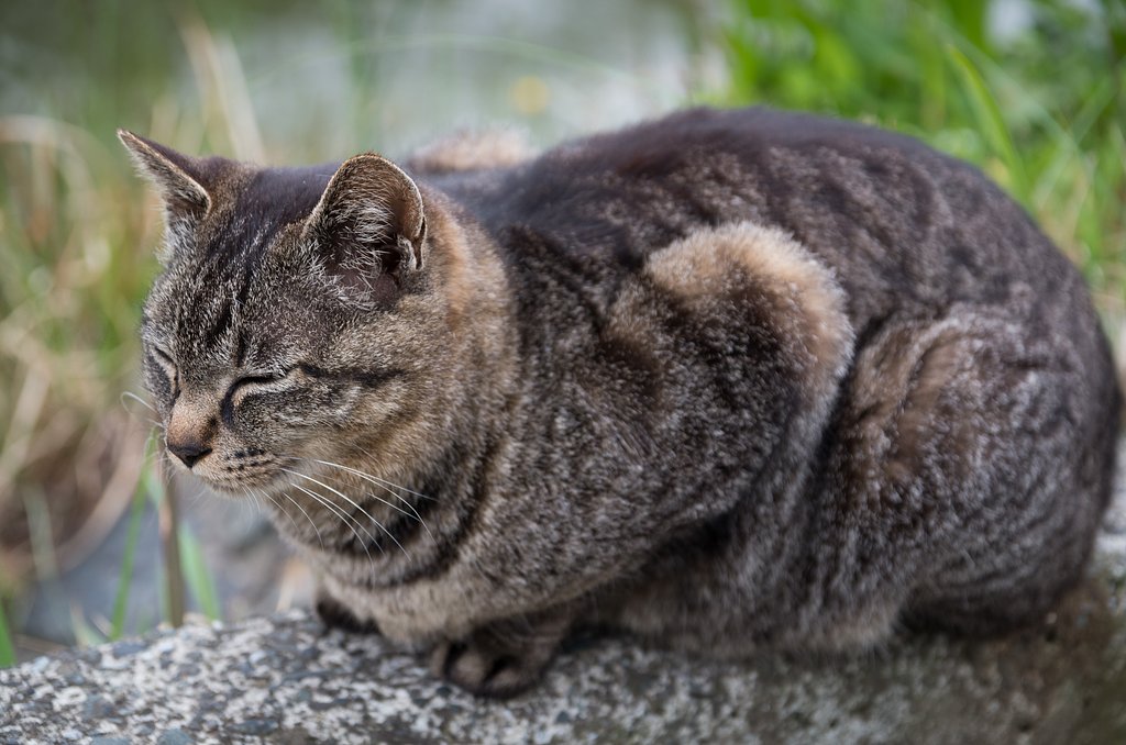 野良