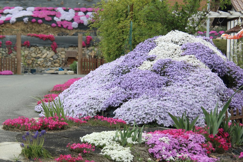 【心】のこもった芝桜