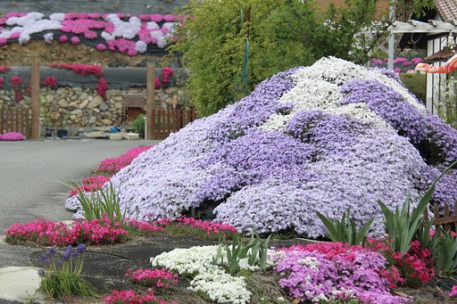 【心】のこもった芝桜