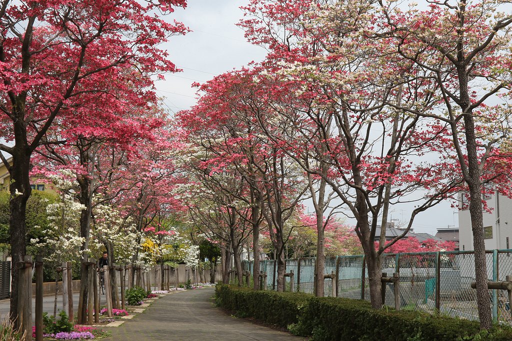 紅 白