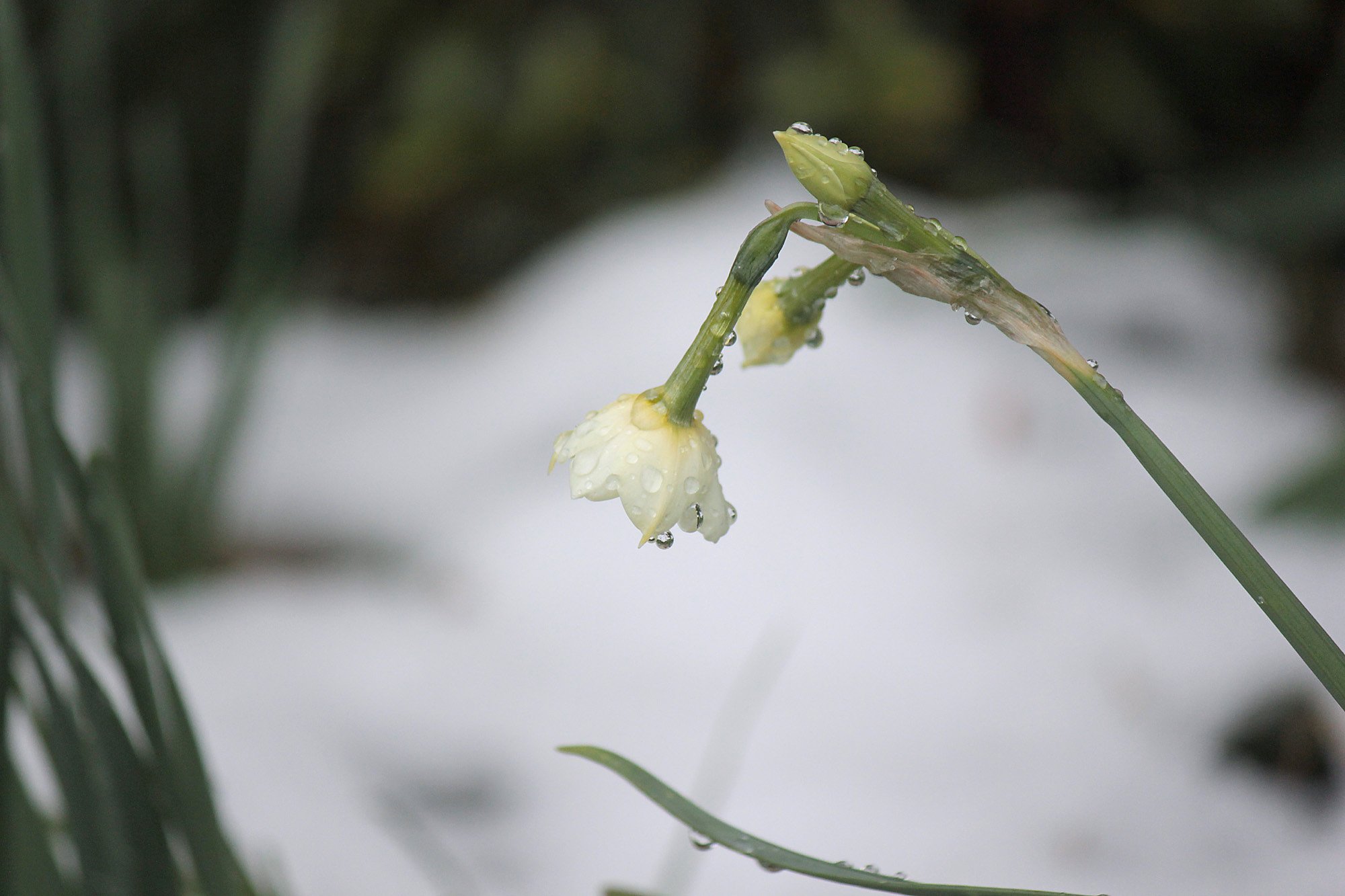 雪の水仙