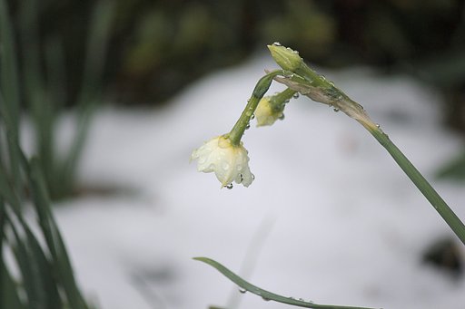 雪の水仙