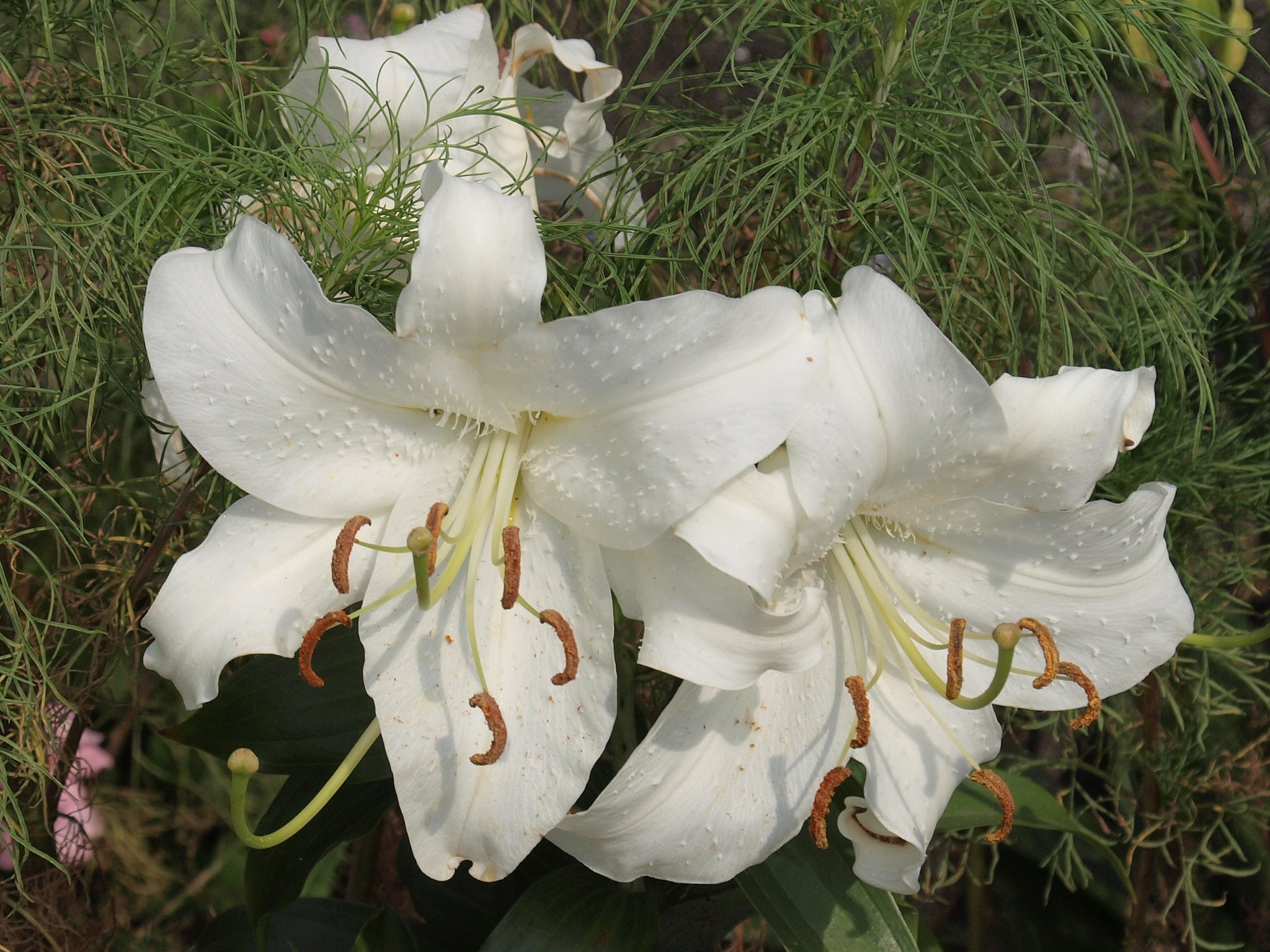 白い百合 