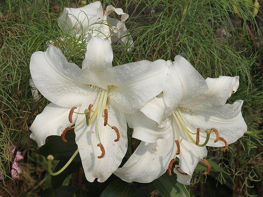 白い百合 