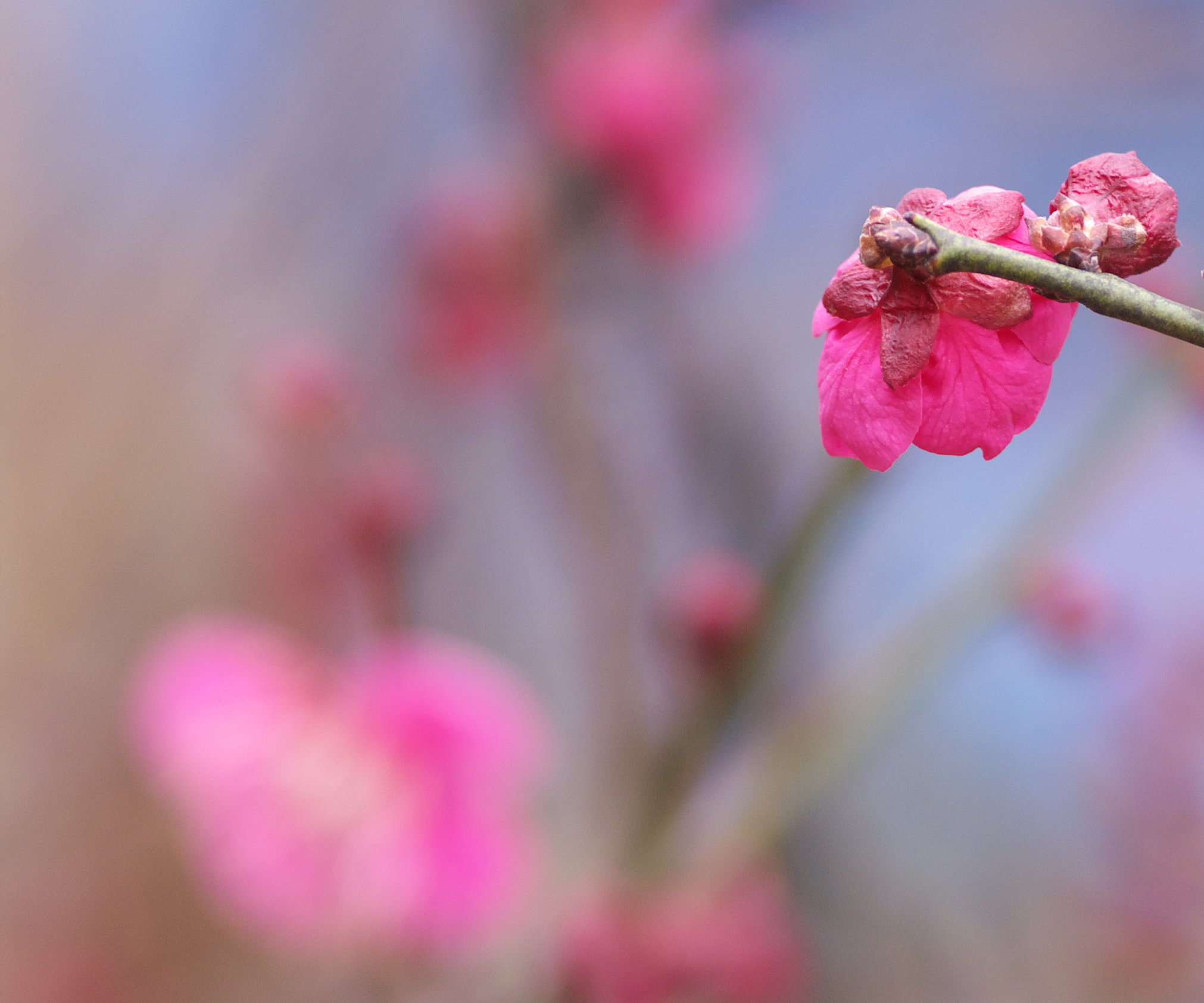 濃い紅梅も開花！