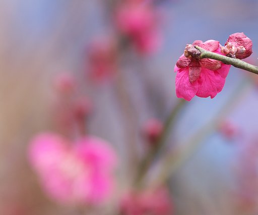 濃い紅梅も開花！