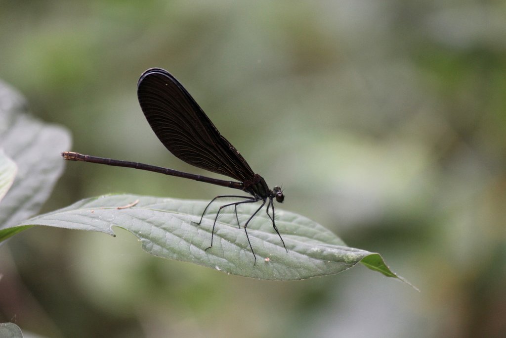 羽黒トンボ♀