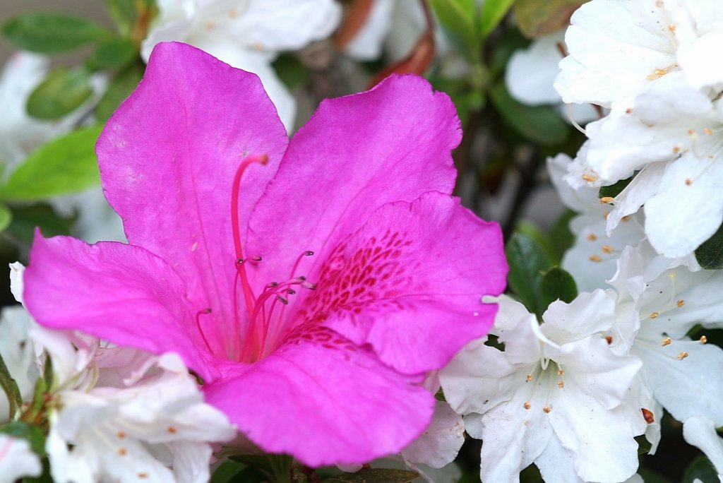 Canon EF180mmF3.5L Macro