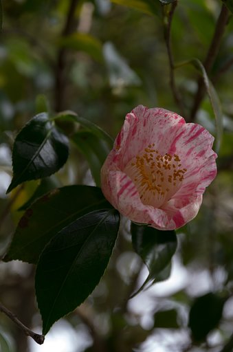 椿２