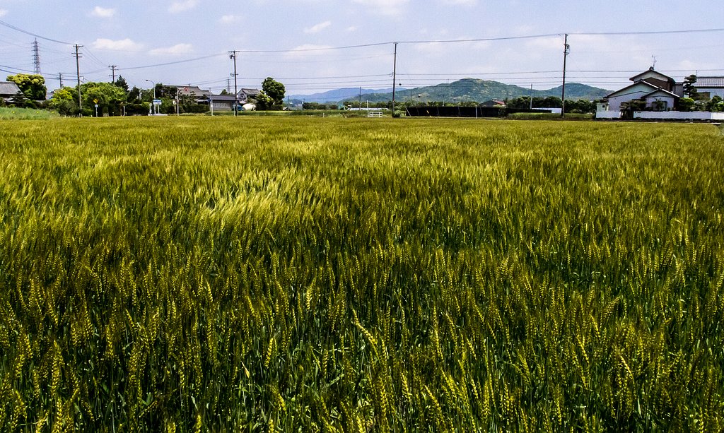 風を撮るⅡ