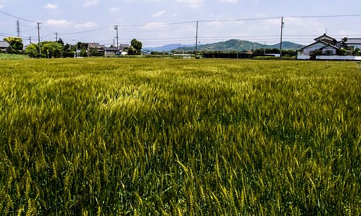 風を撮るⅡ