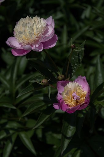 芍薬