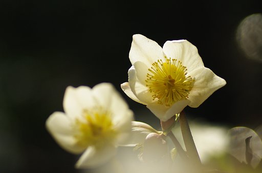 梅花空木