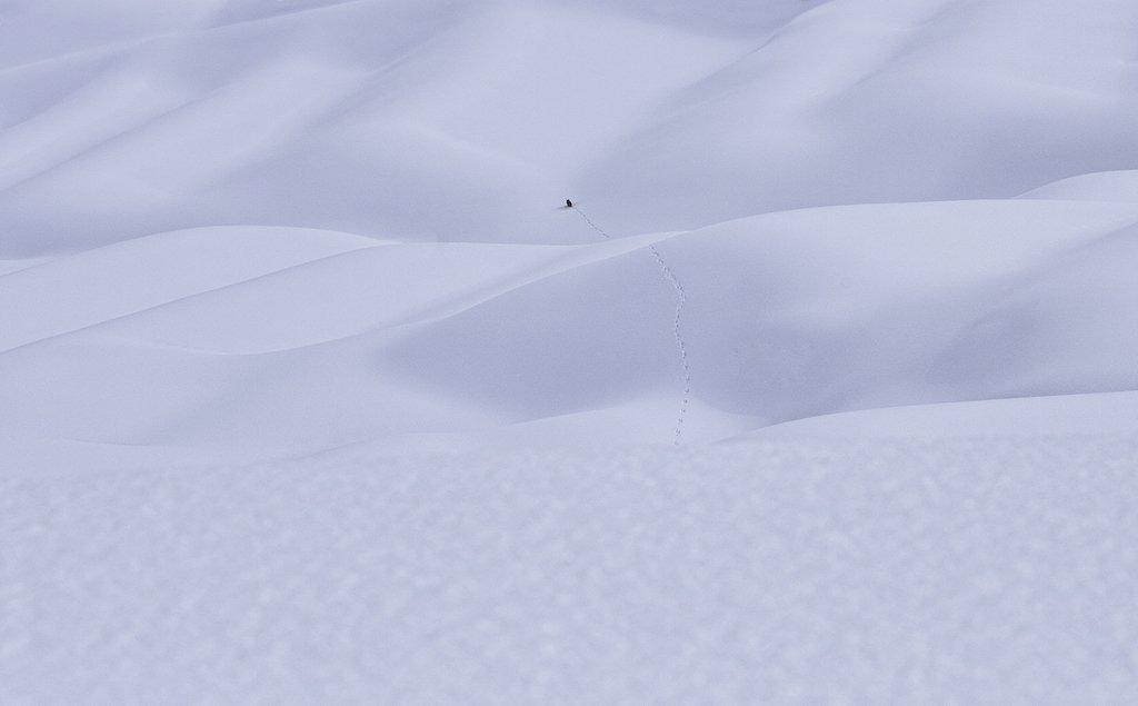 雪原