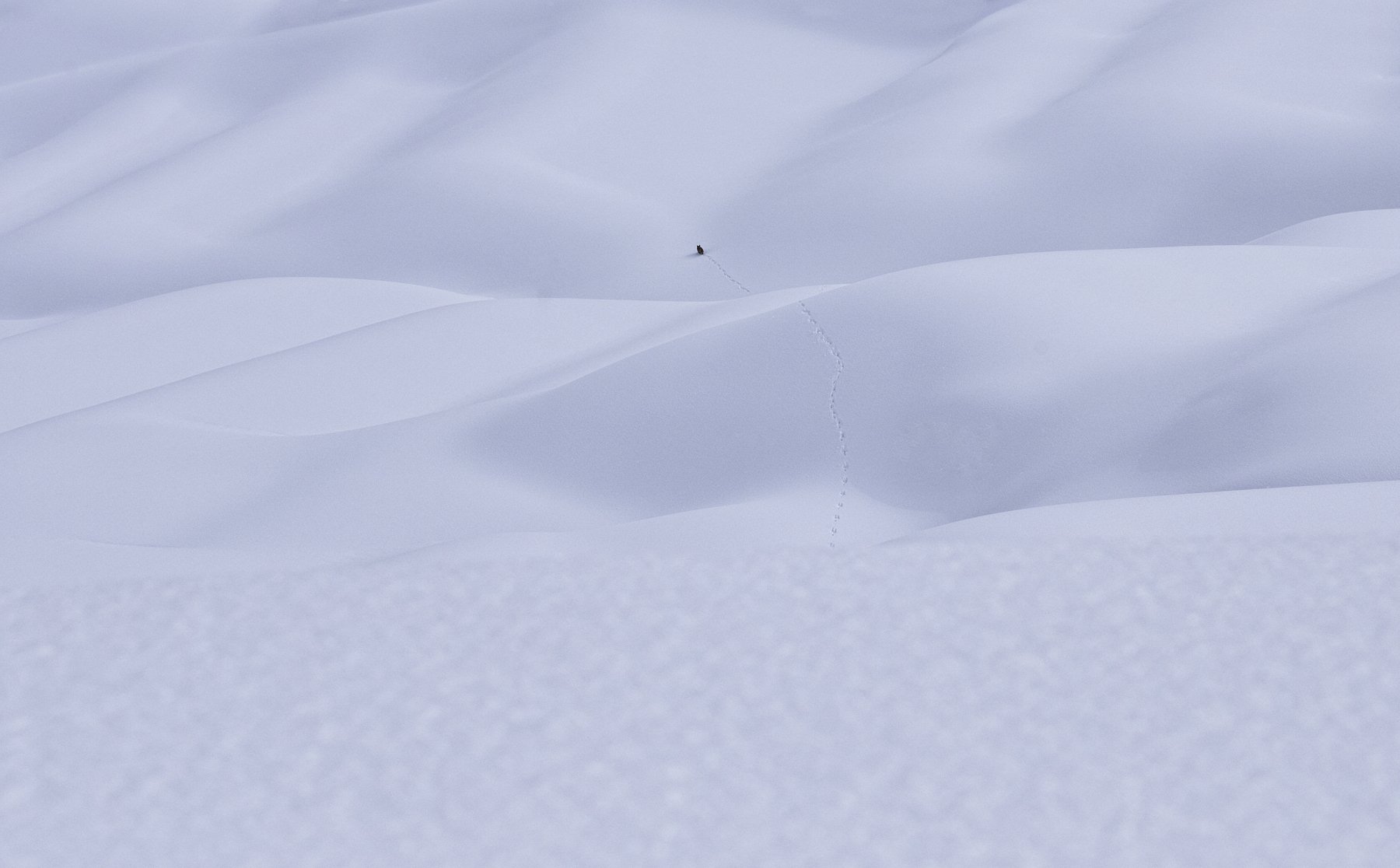 雪原