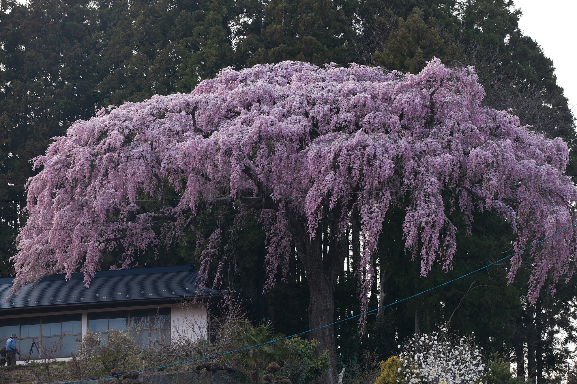 仲森の紅しだれ桜