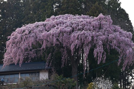 仲森の紅しだれ桜