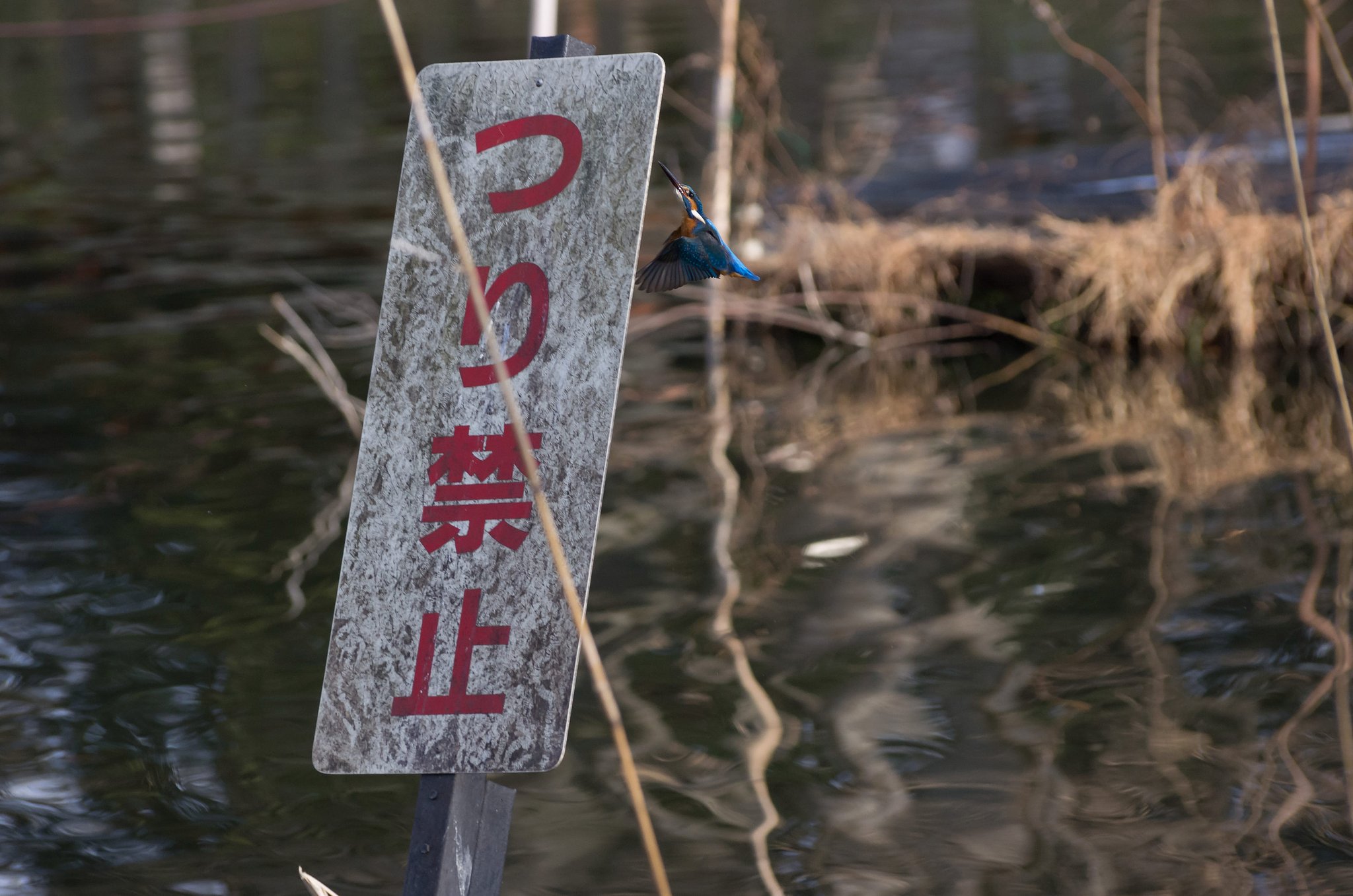 つり禁止