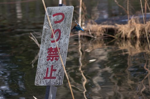 つり禁止