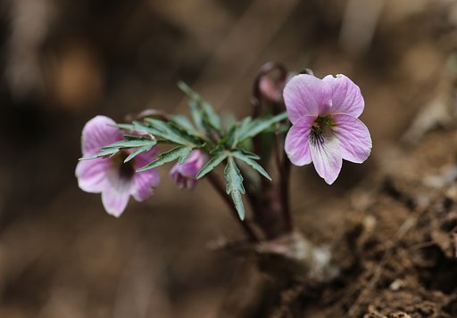 叡山菫