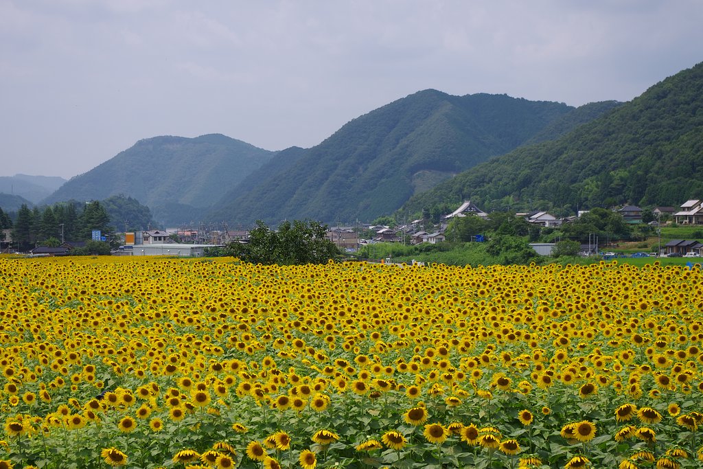 ひまわりの町　作用