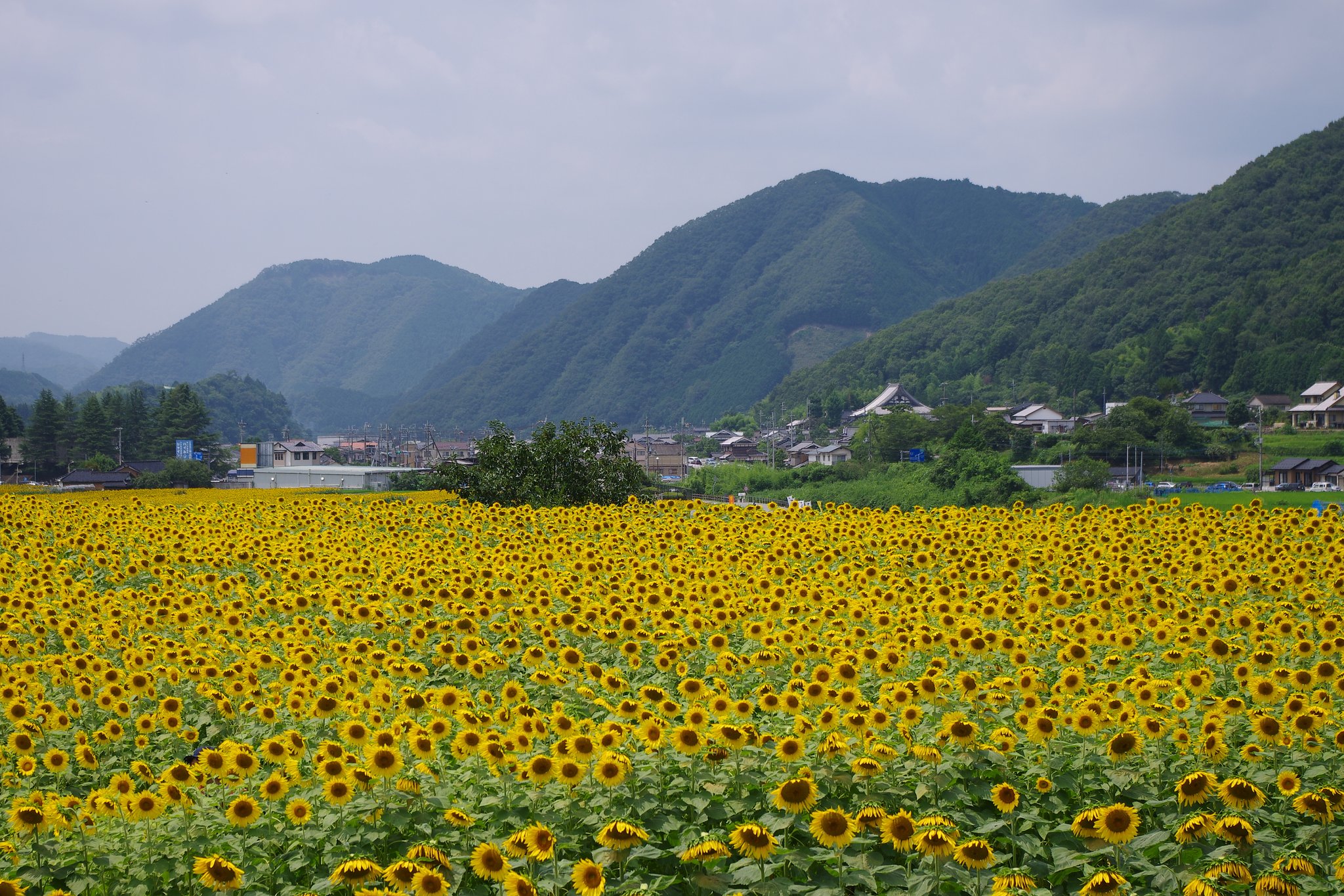 ひまわりの町　作用