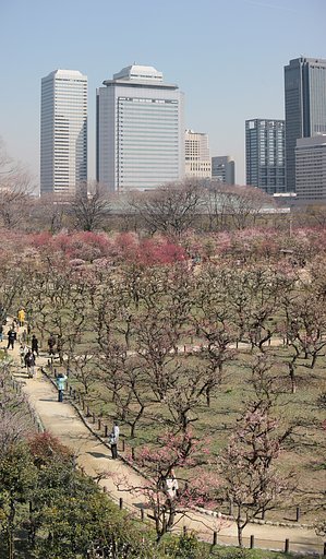 大阪城梅林三月十二日