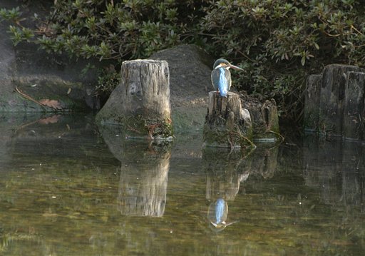 初撮り