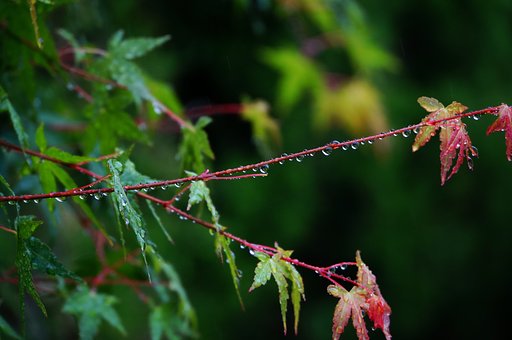 雨の雫