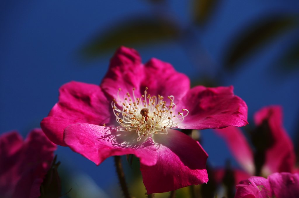 薔薇でしょうか？