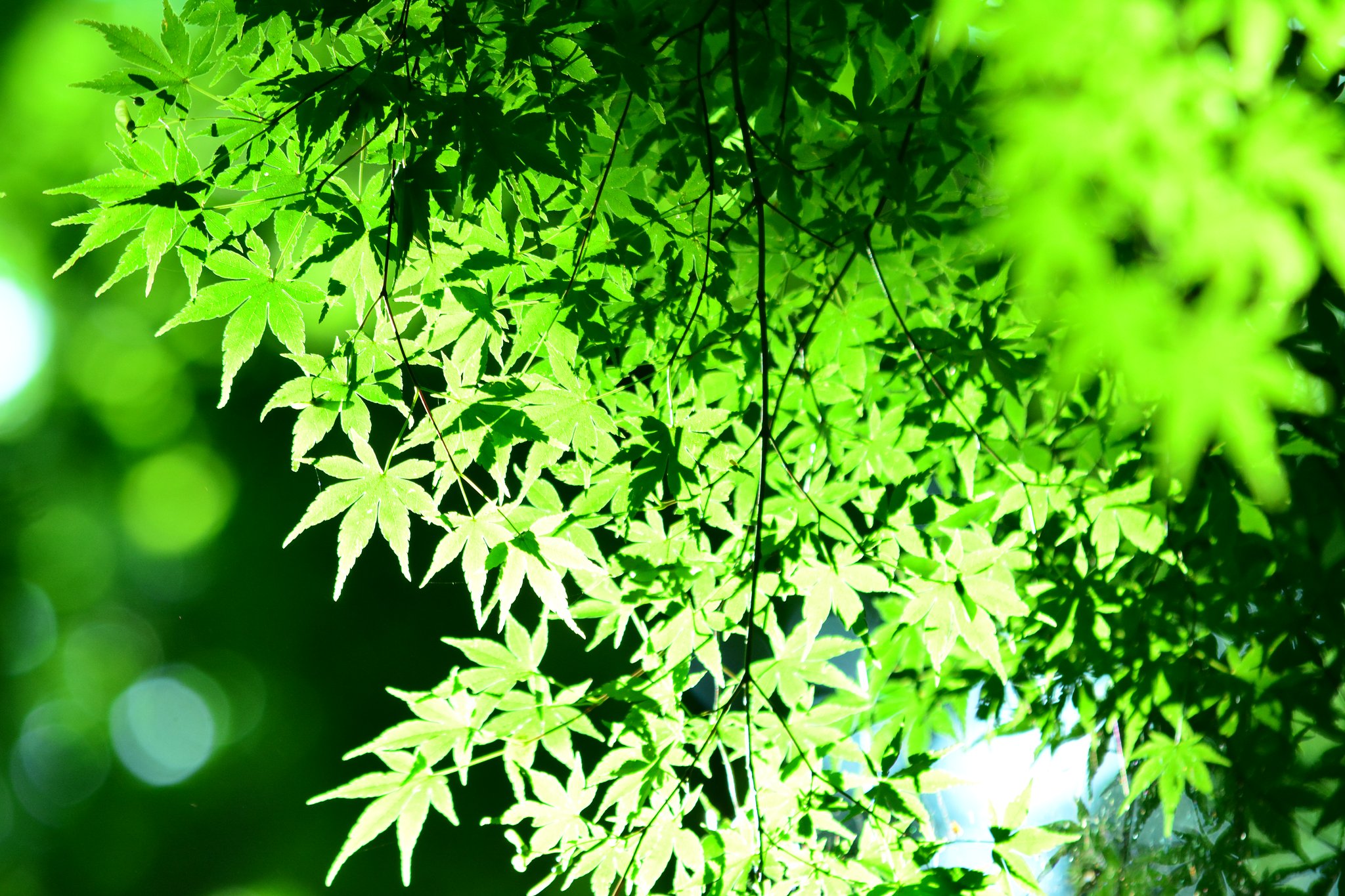 緑