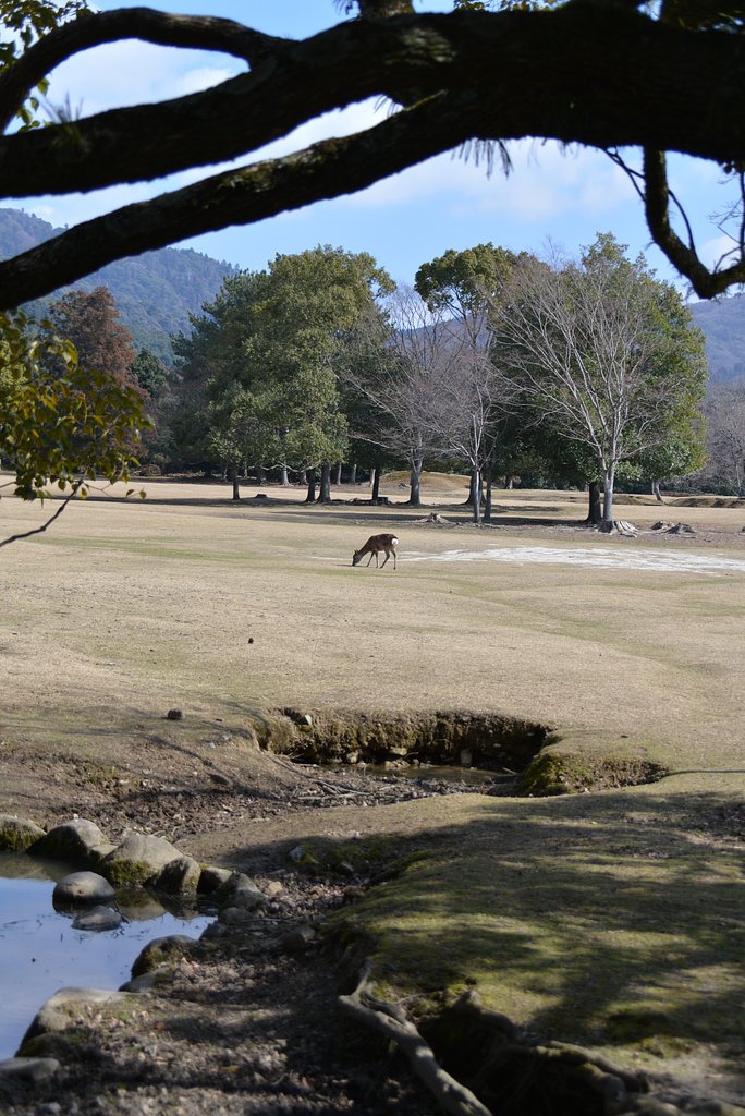 春を待つ飛火野