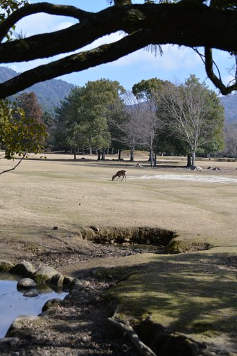 春を待つ飛火野