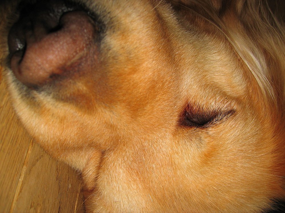 姉犬のティンクは