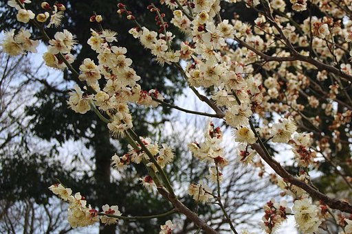 やっと咲きました