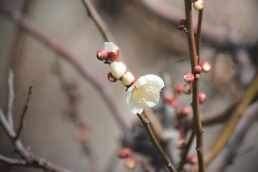 白梅ひとつ