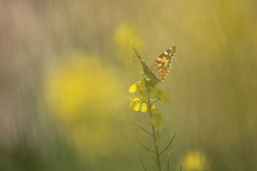 菜の花の惑星