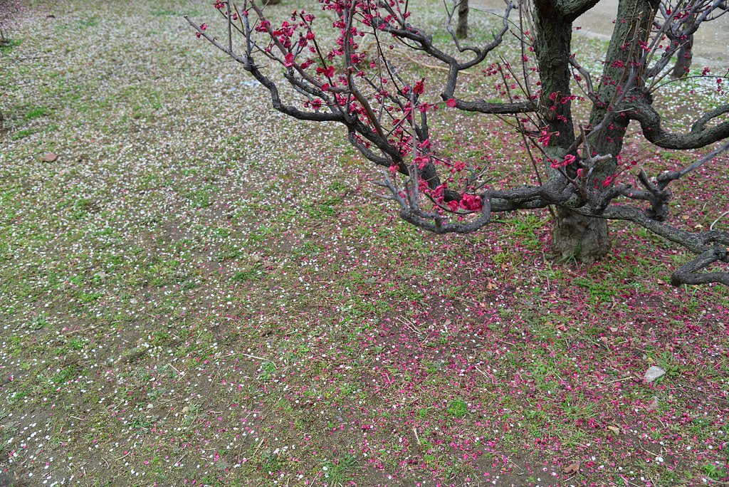 次は桜か